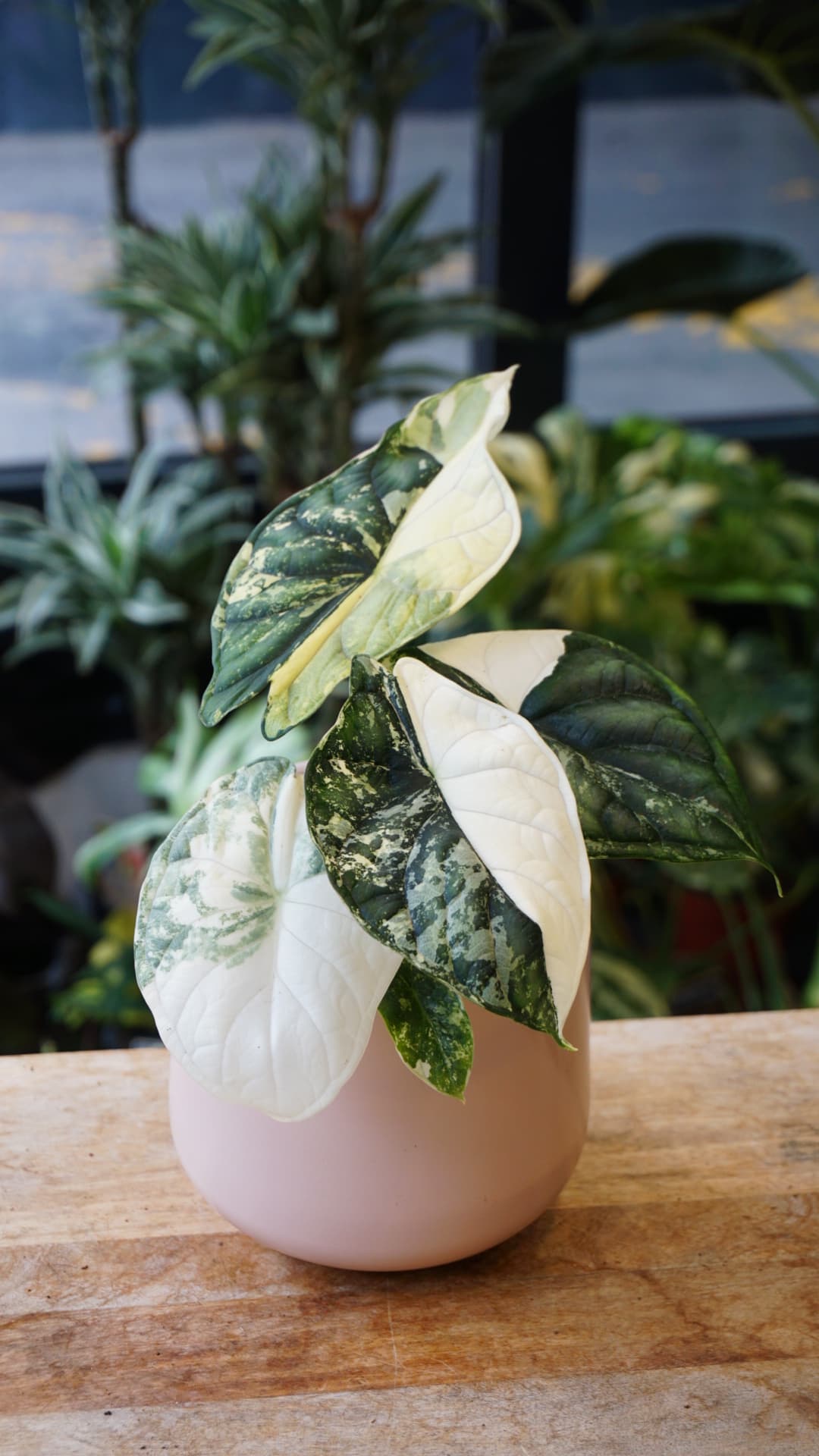 Alocasia Dragon Scale Albo Variegata – Alocasia rare panaché blanc