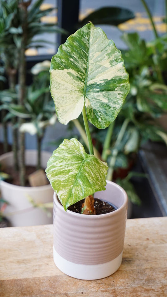 Alocasia Gageana Albo Variegata – Alocasia rare panaché blanc