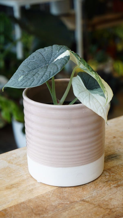 Alocasia Melo Albo Variegata Studio plantes, plante rare tropicale