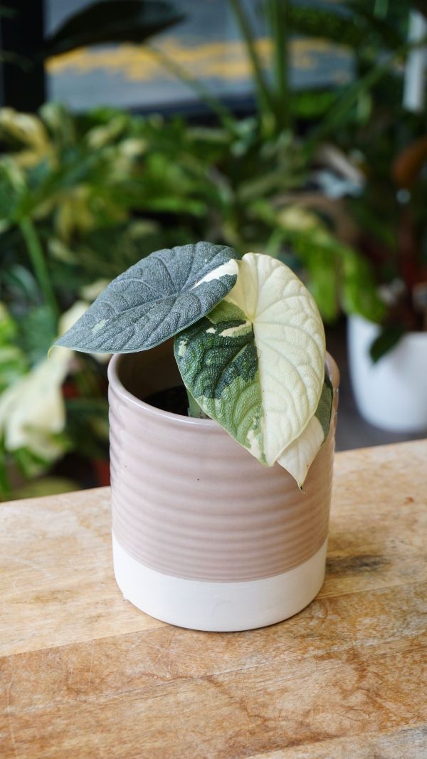 Alocasia Melo Albo Variegata en pot, plante rare tropicale aux feuilles texturées et panachées de blanc Studio plantes