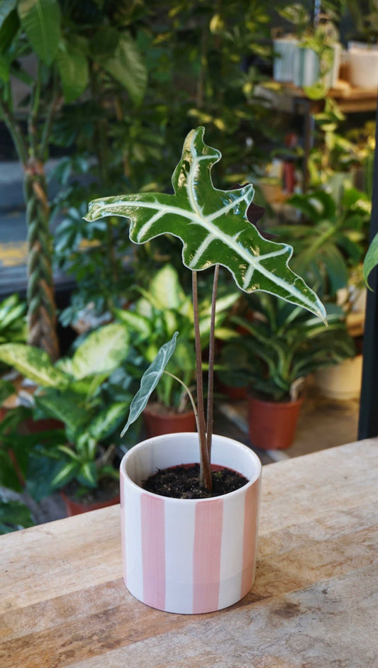 Alocasia Nobilis studio plantes rares jungle jardinerie strasbourg rare plant shop online pflanzen