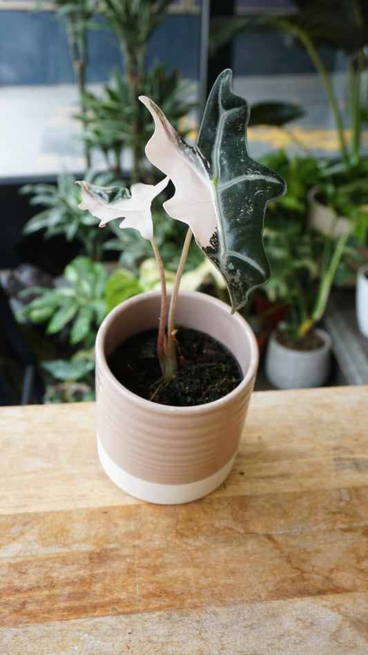 Alocasia Nobilis Pink Variegata – Rare Alocasia de collection rose