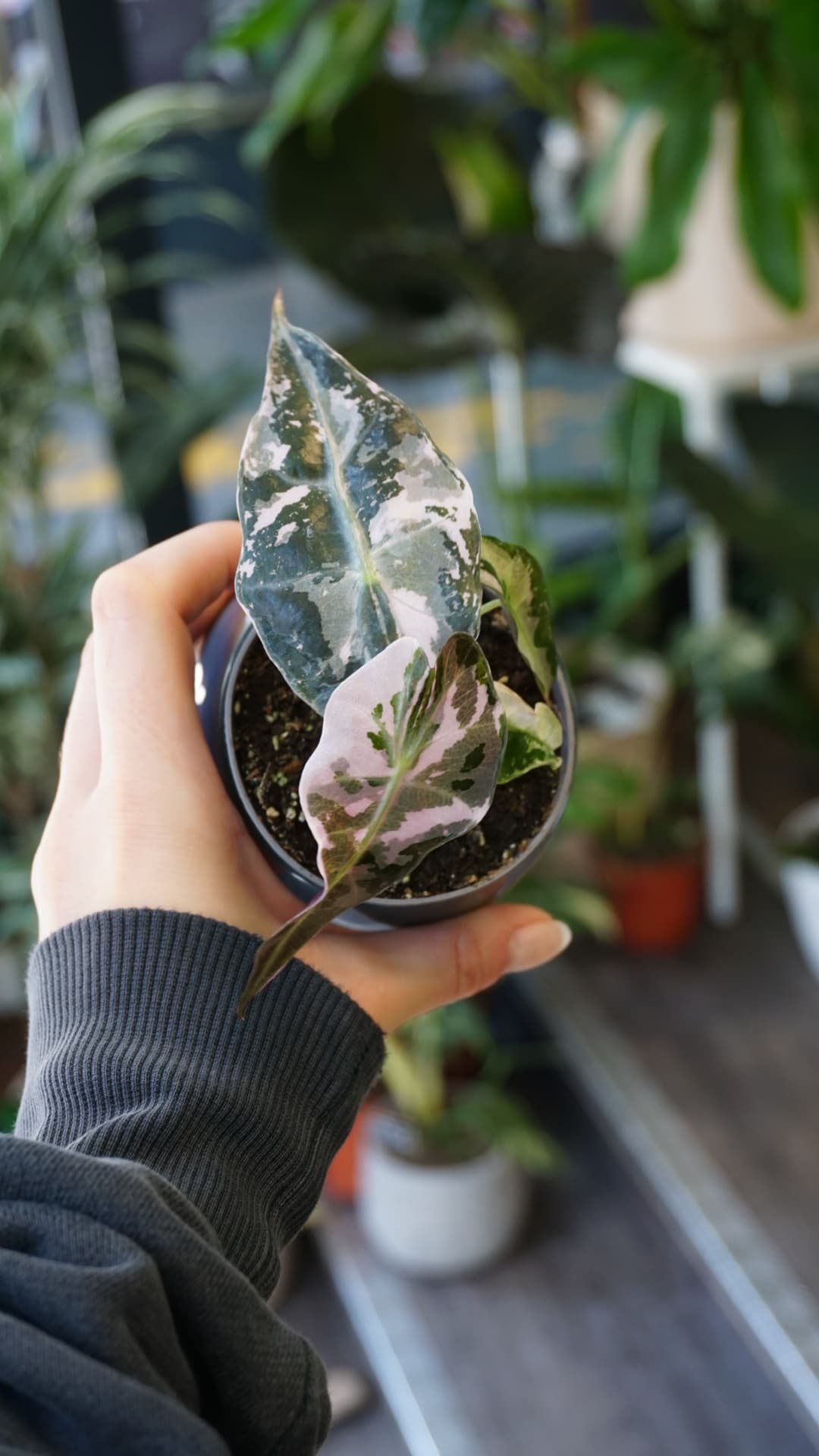 Alocasia Polly Pink Variegata – Rare Alocasia panaché rose