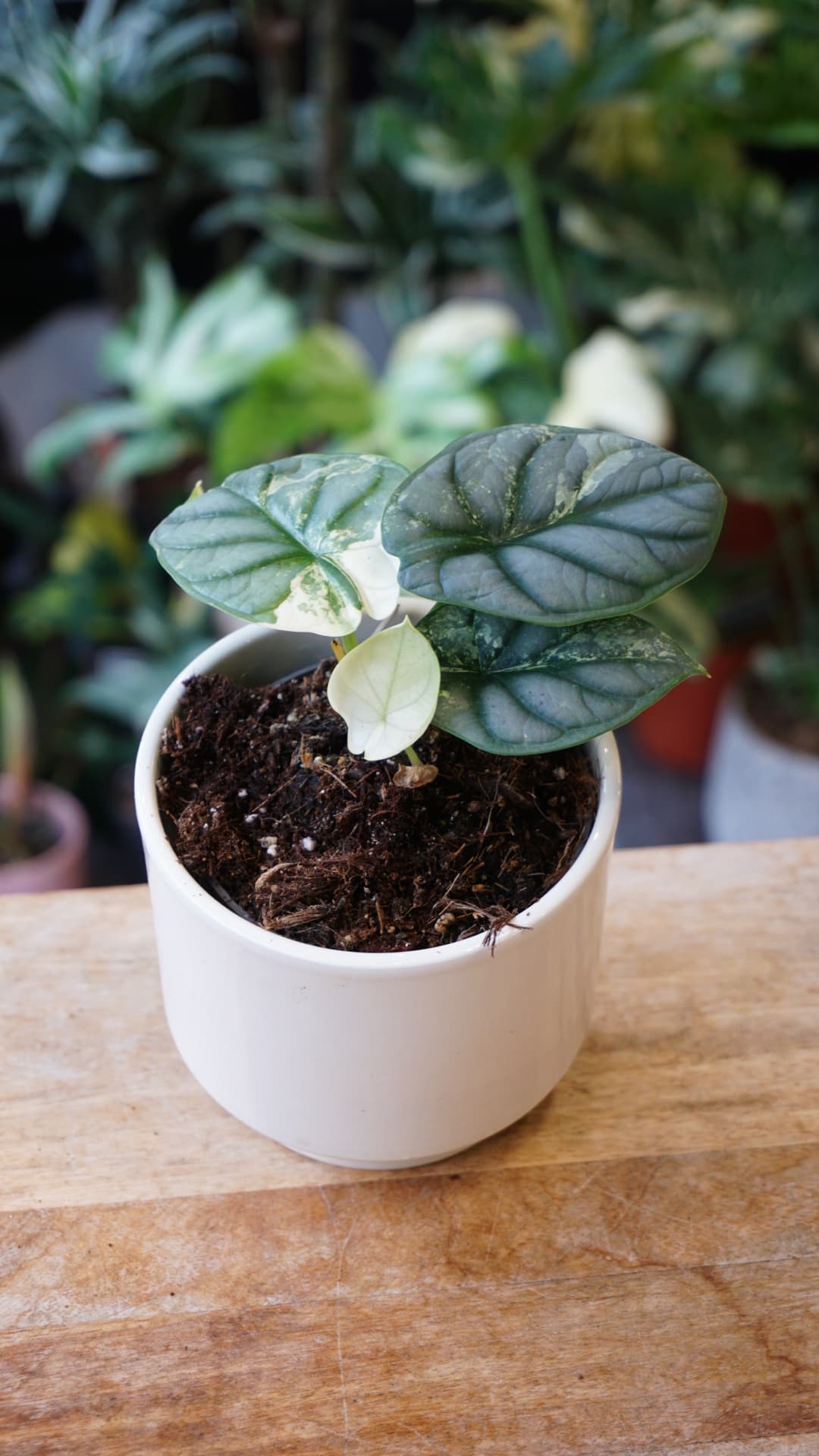 Alocasia Silver Dragon Variegata – Alocasia rare métallique Studio Plantes