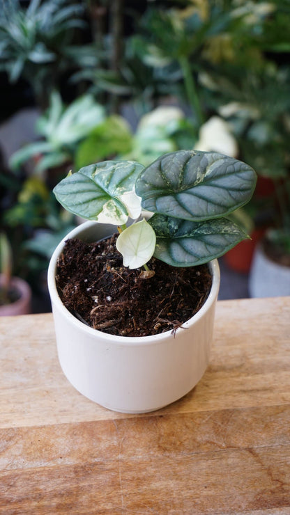 Alocasia Silver Dragon Variegata – Alocasia rare métallique Studio Plantes
