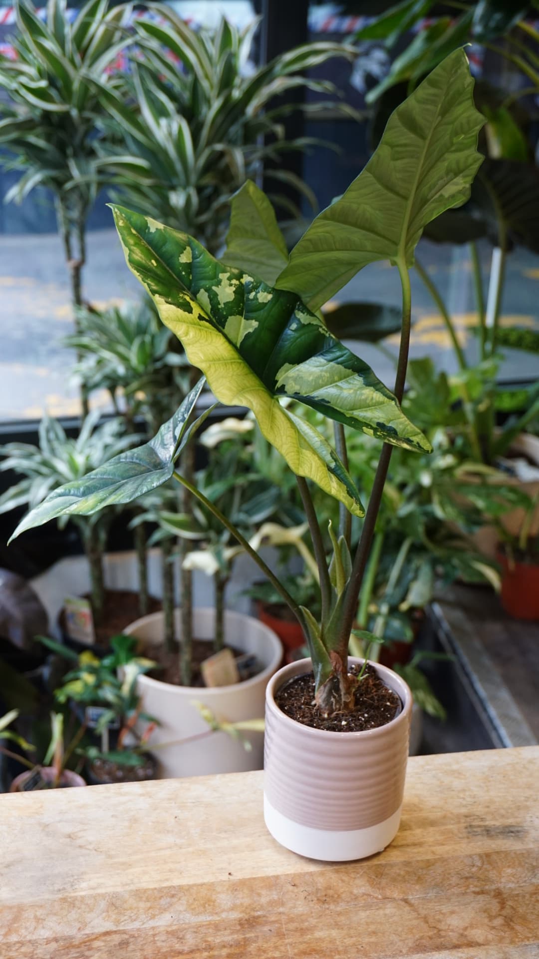 Alocasia Simpo Albo Variegata – Alocasia rare panaché blanc Studio Plantes 