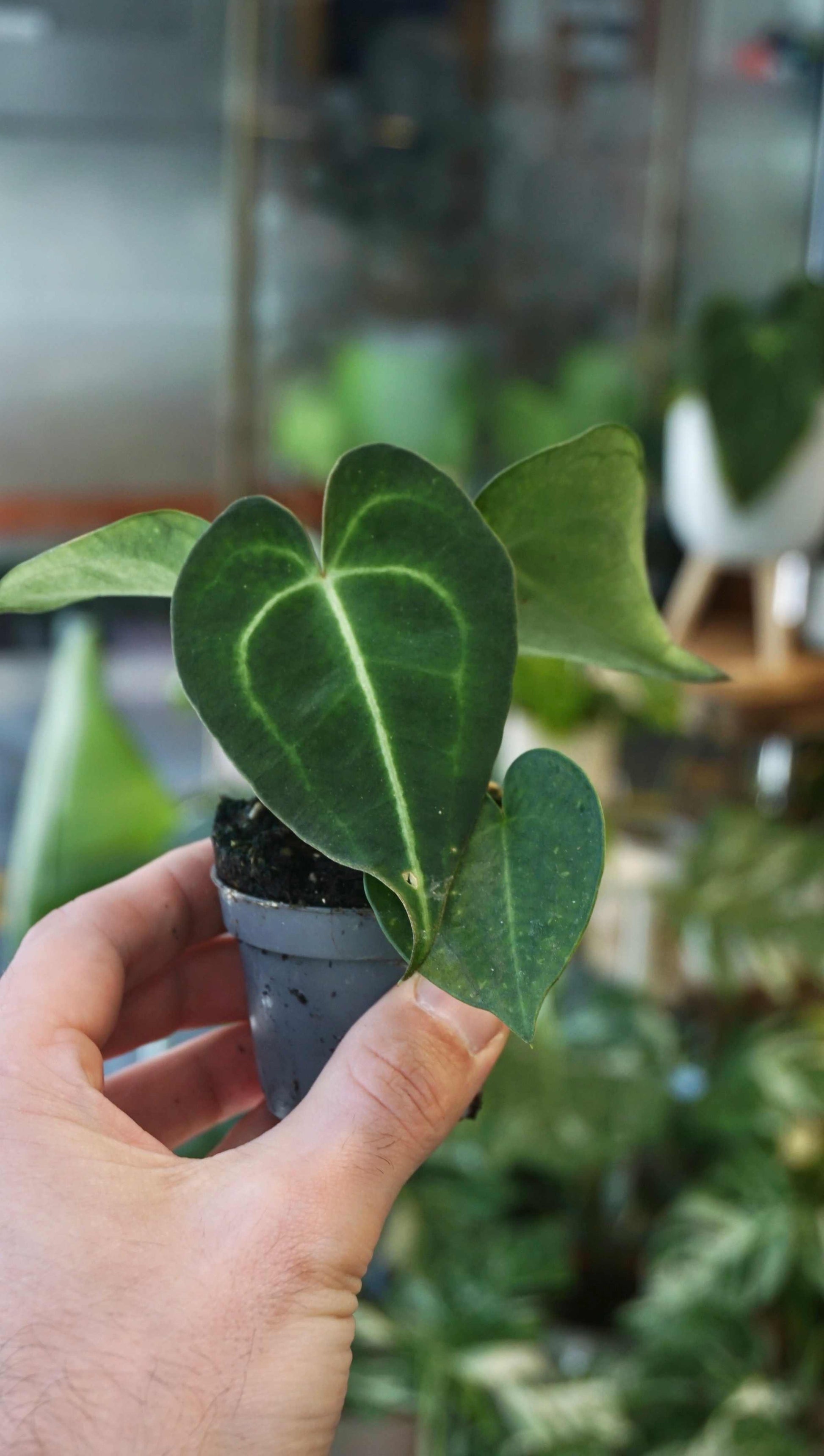 anthurium clarinervium baby Anthurium Clarinervium baby | Rare Indoor Plant