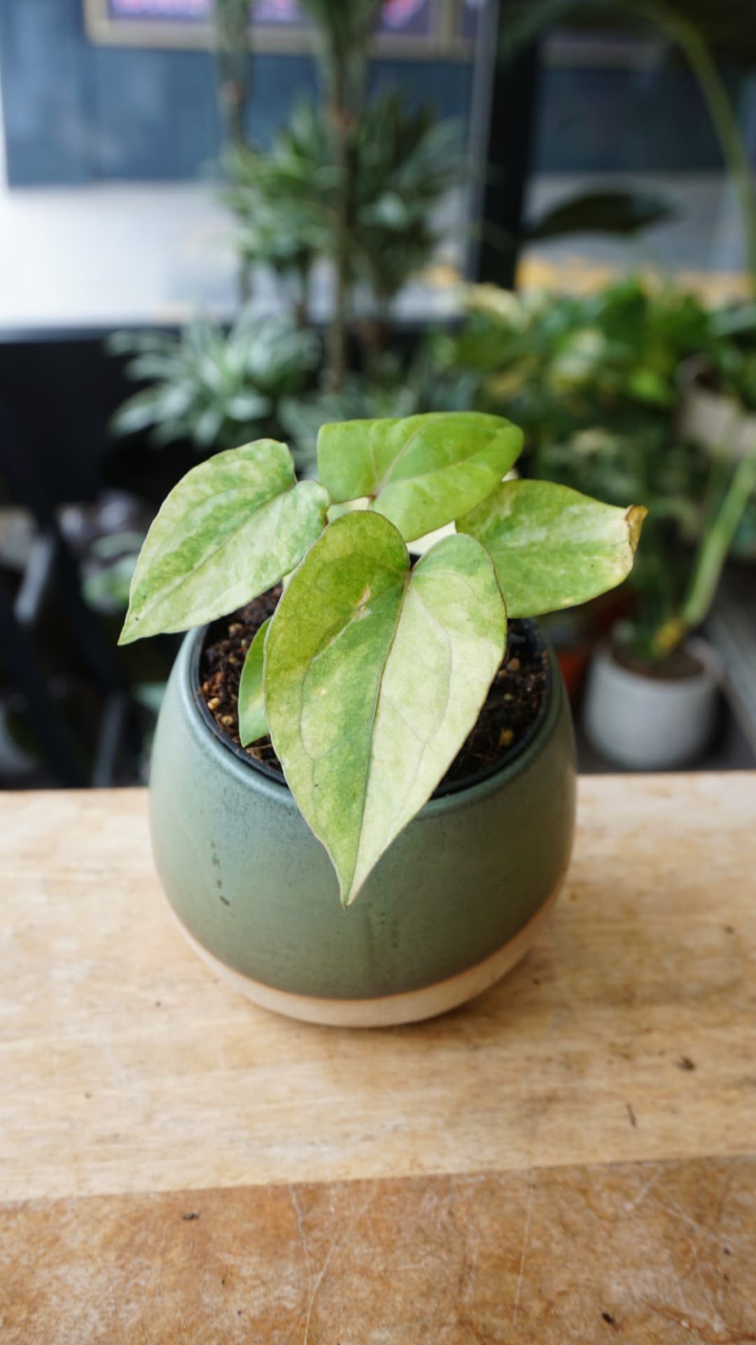 Anthurium Dark Phoenix Variegata – Anthurium rare de collection