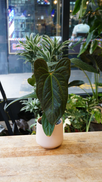 Anthurium Jungle Dreams – Anthurium de collection rare Studio Plantes