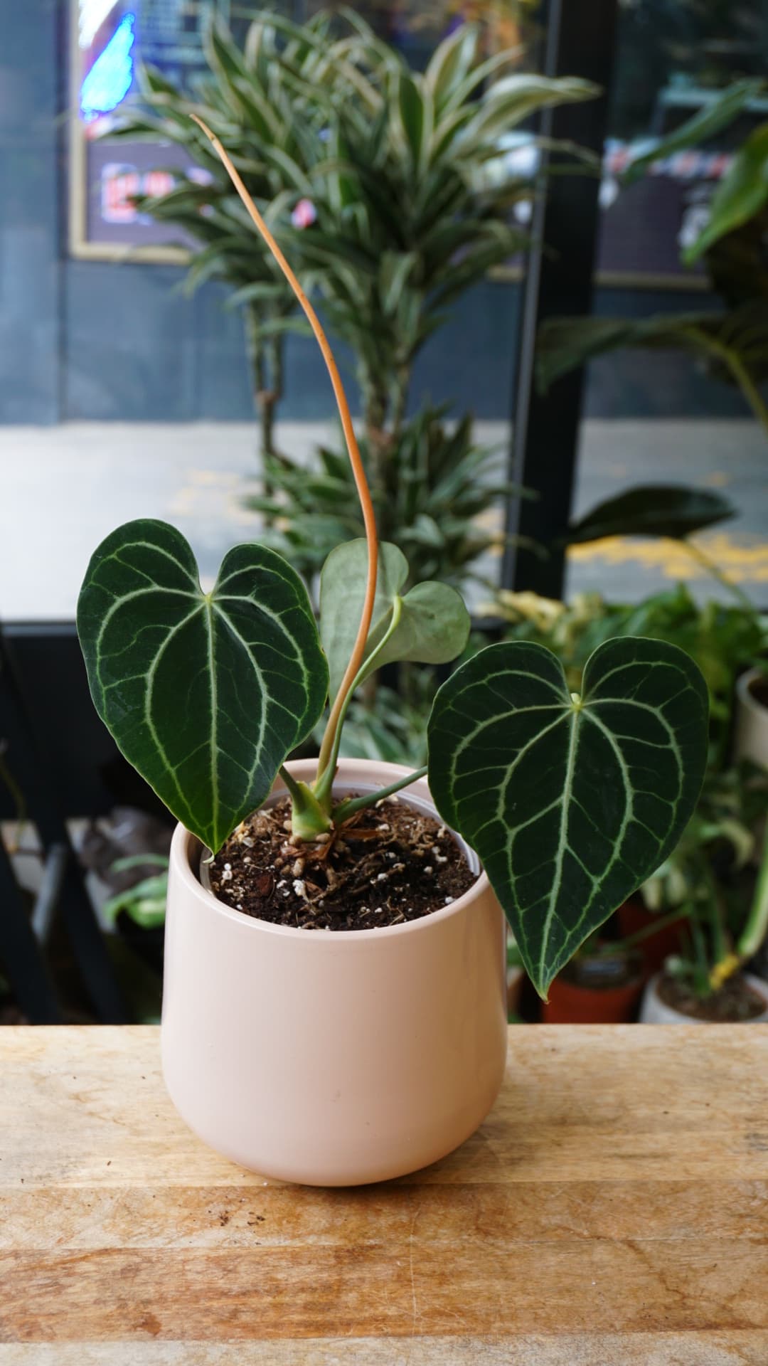 Spécimen unique d'Anthurium Queen of Clarinervium aux lignes blanches géométriques