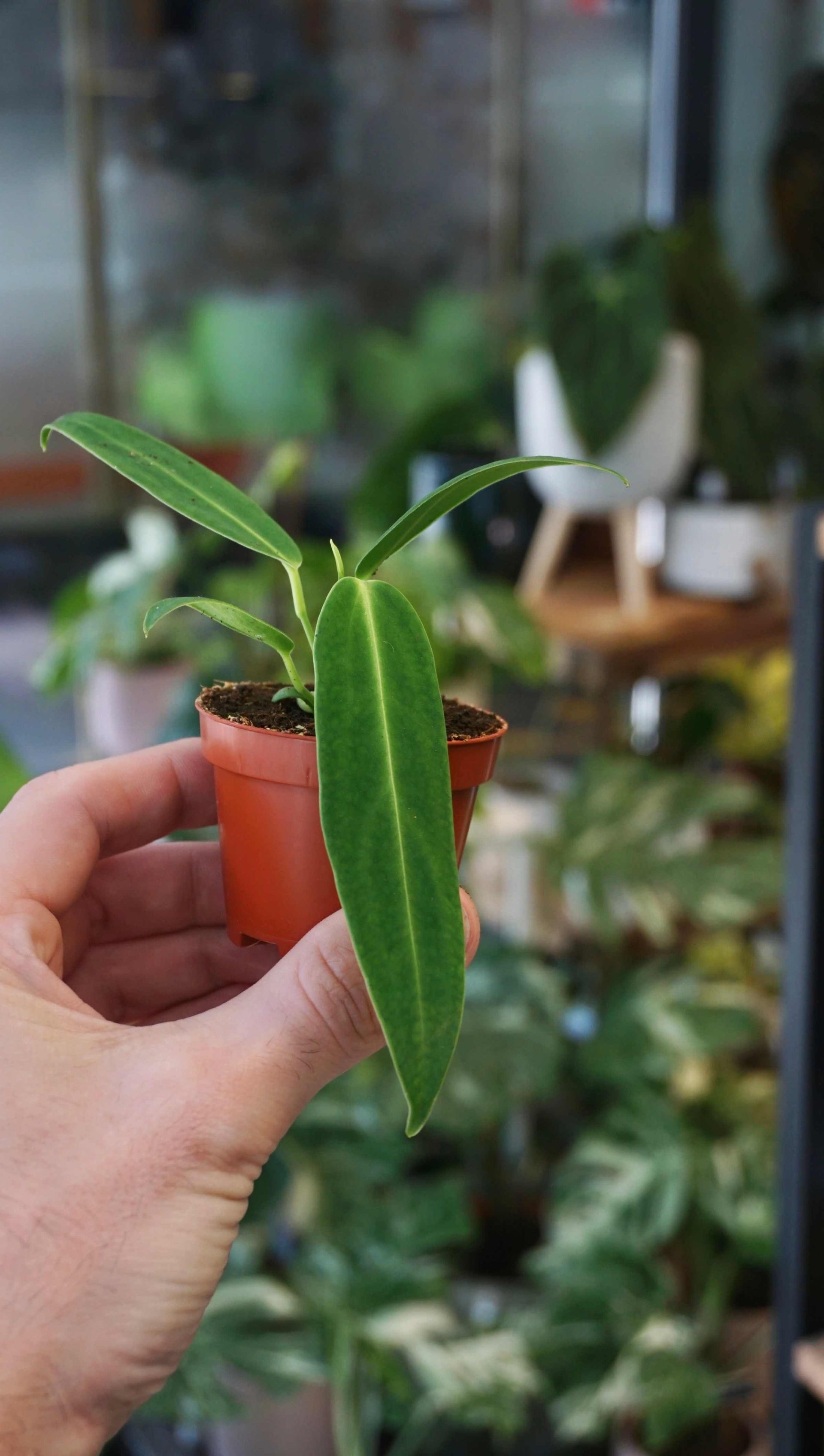 Anthurium Warocqueanum | Baby Plant Rare