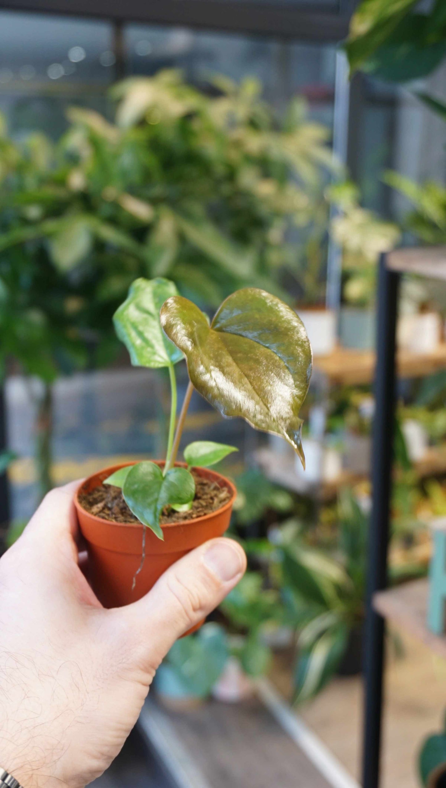 Anthurium Red Beauty