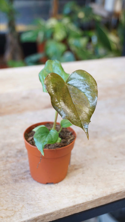 Anthurium Red Beauty