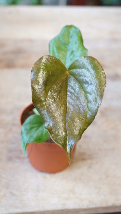 Anthurium Red Beauty