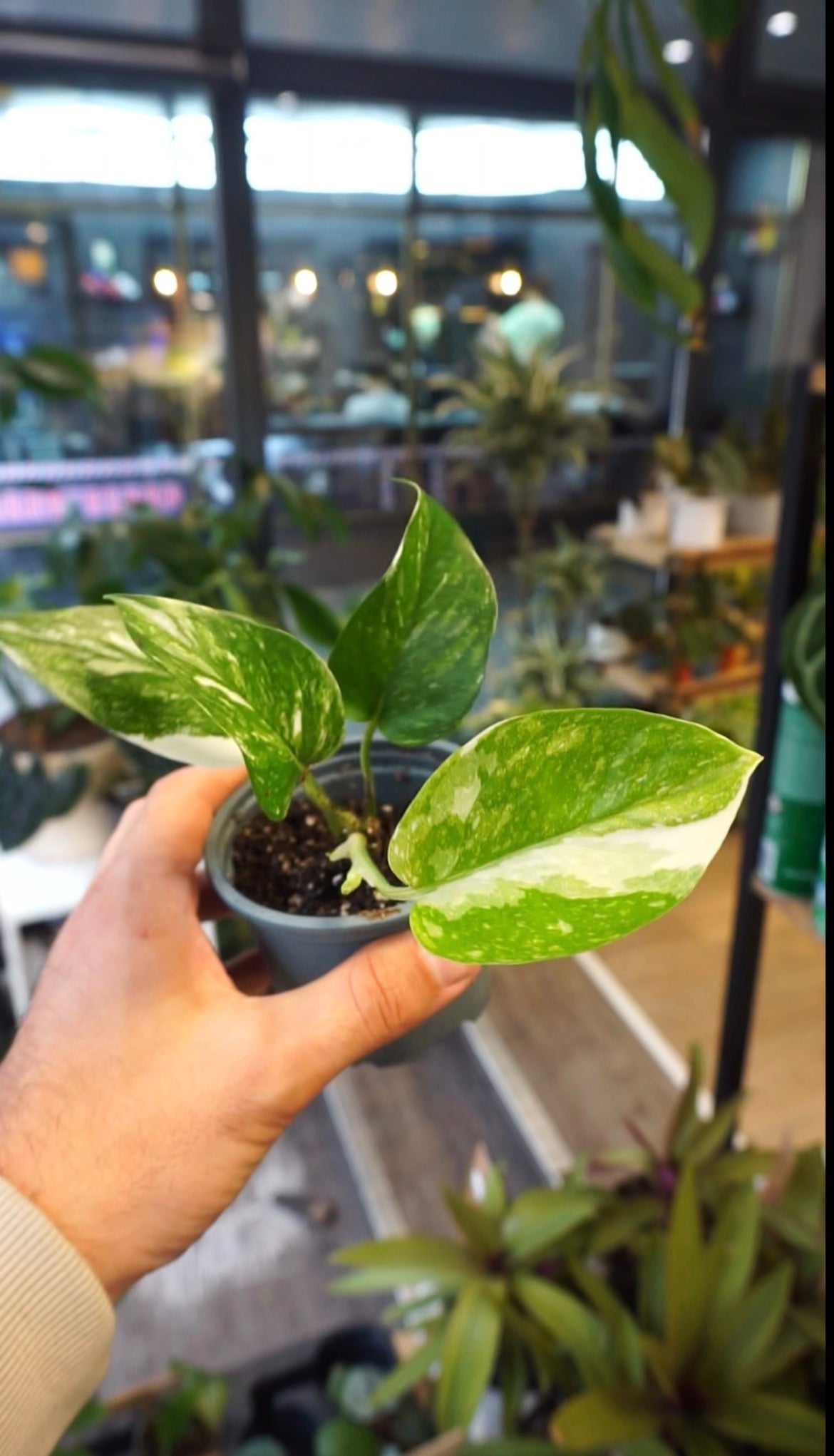 Epipremnum Colorado Constellation