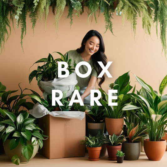 Box Rare