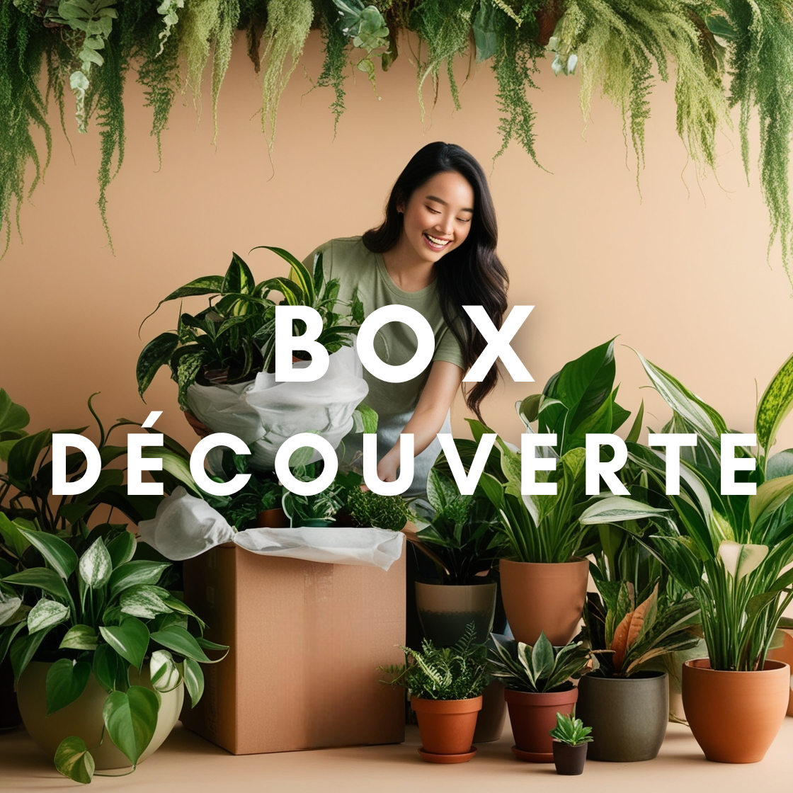 Box Découverte