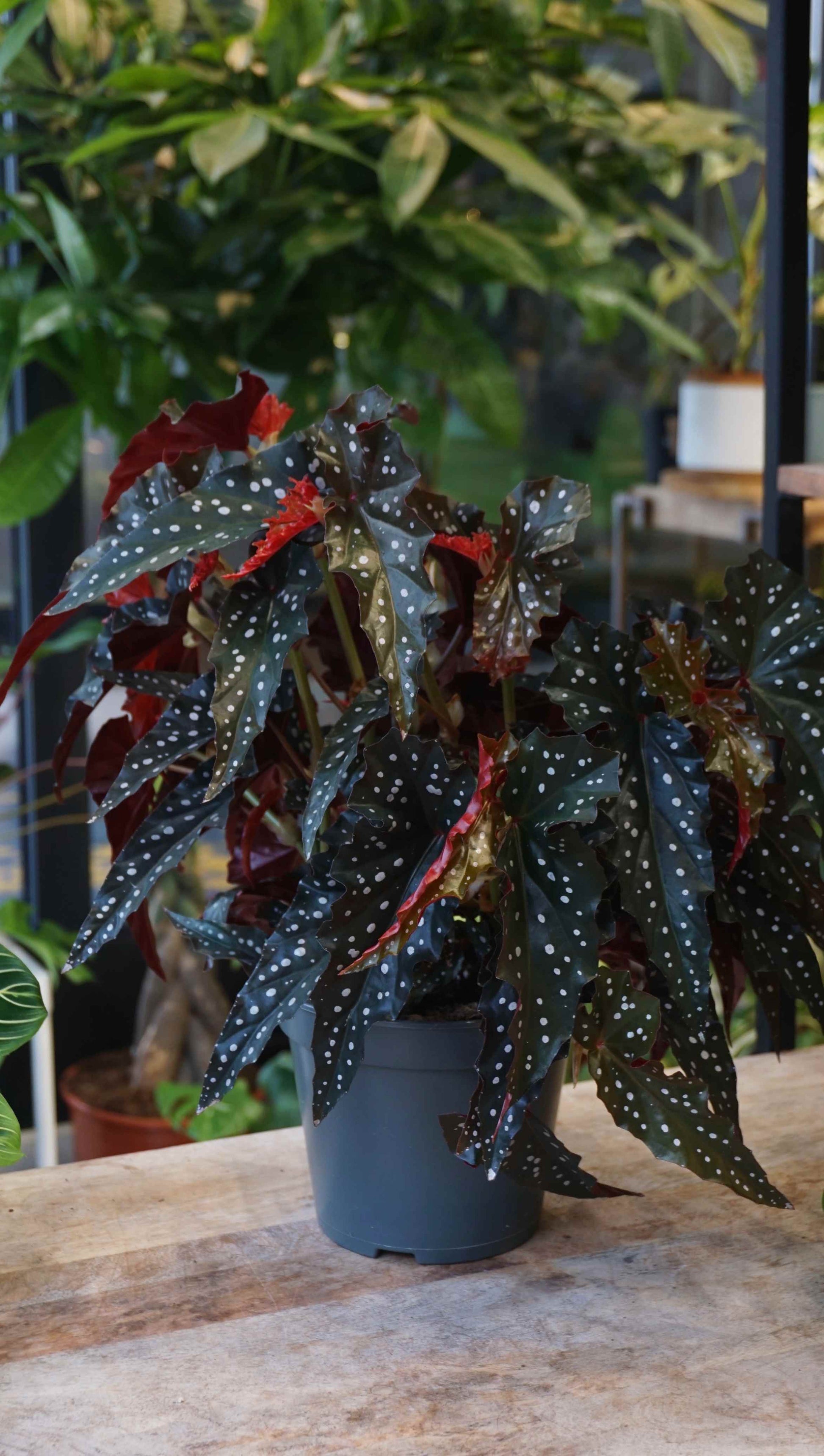 Begonia Maculata Black Forest studio plantes rares jungle jardinerie strasbourg rare plant shop online pflanzen