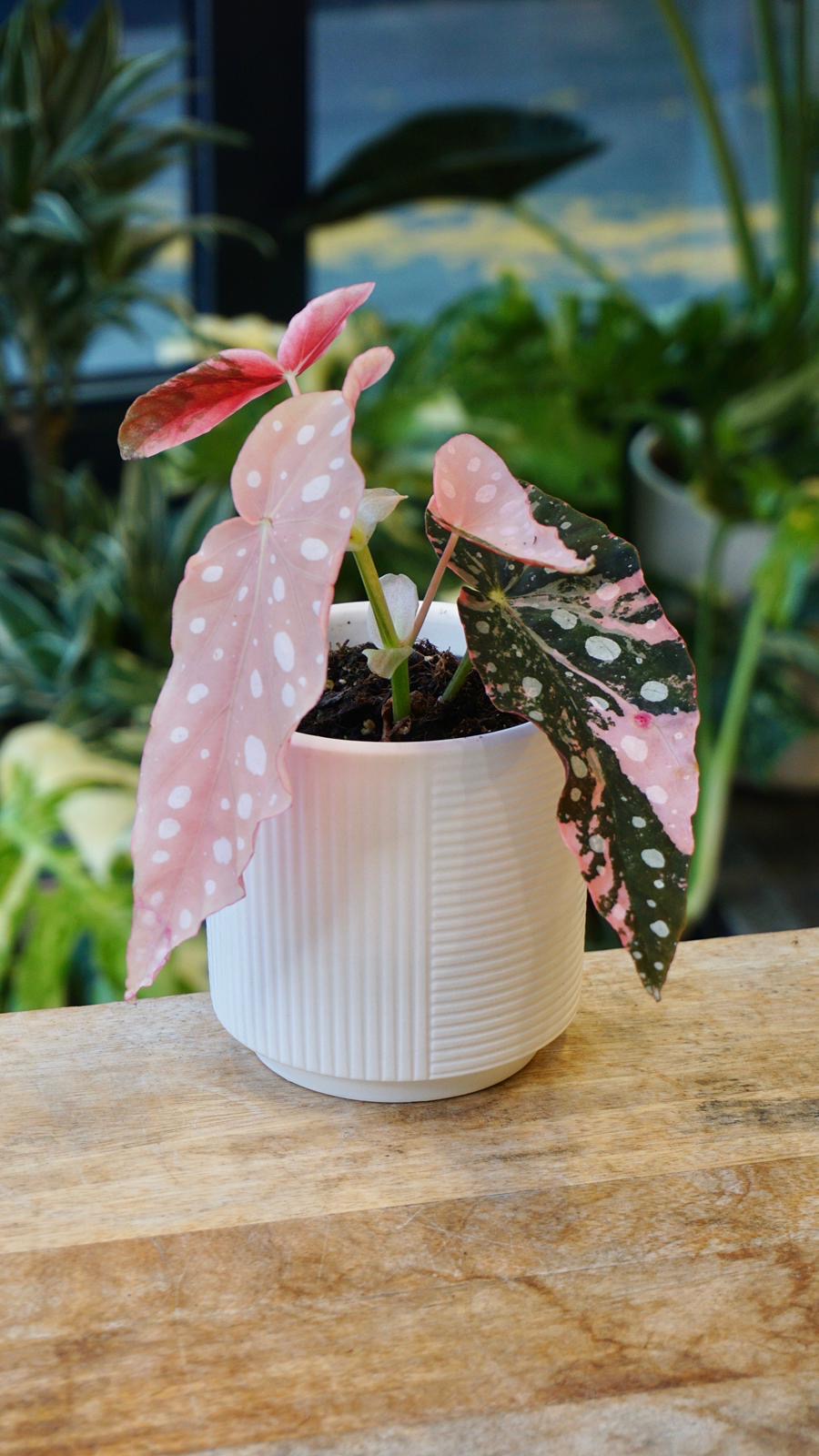 Begonia Maculata Pink Variegata – Bégonia rare panaché rose