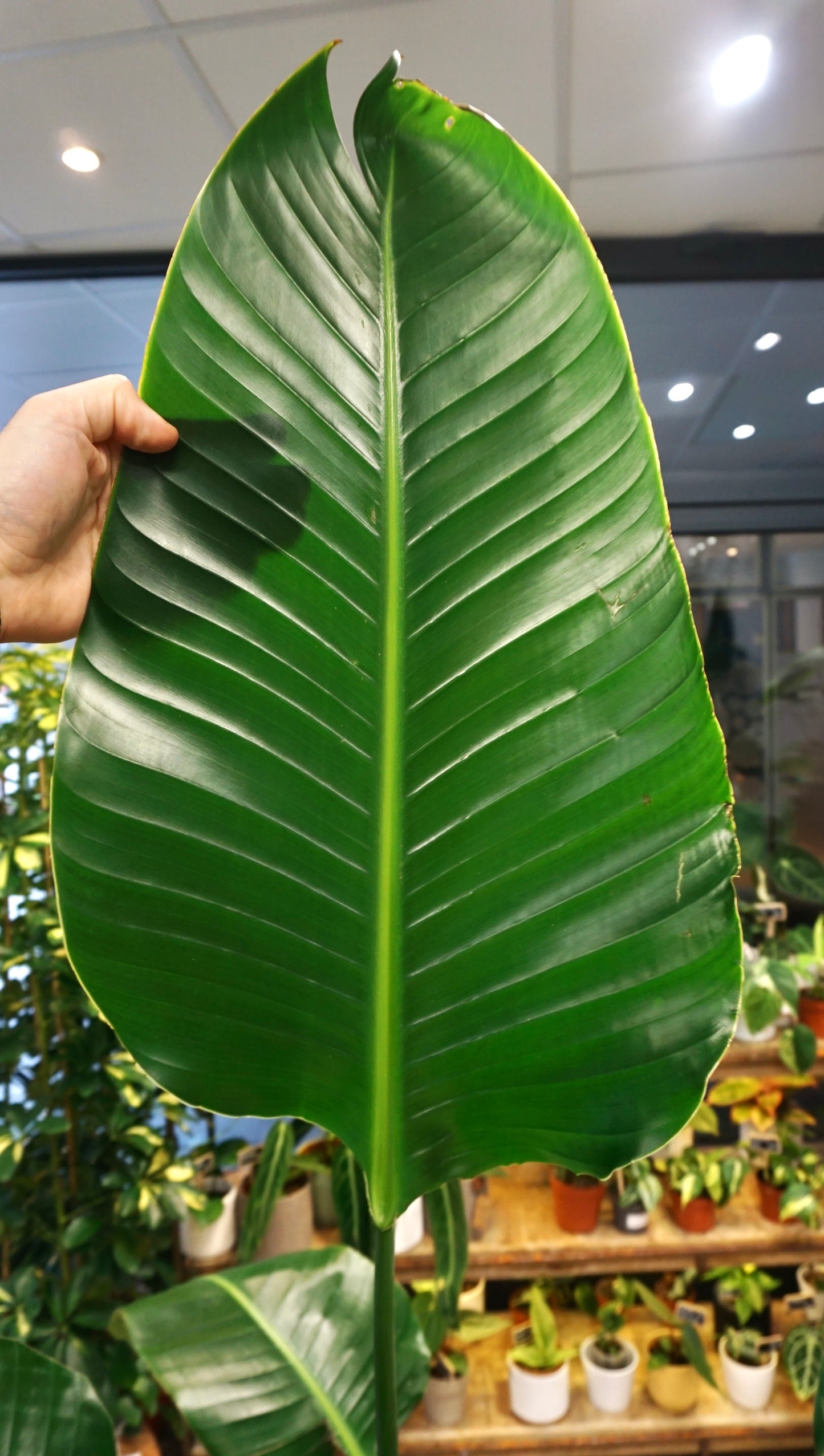 Bird of paradise strelitzia nicolai oiseau du paradis grande plante adulte mature studio plantes rares jungle jardinerie strasbourg