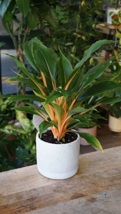 Chlorophytum Green Orange studio plantes rares jungle jardinerie strasbourg rare plant shop online pflanzen