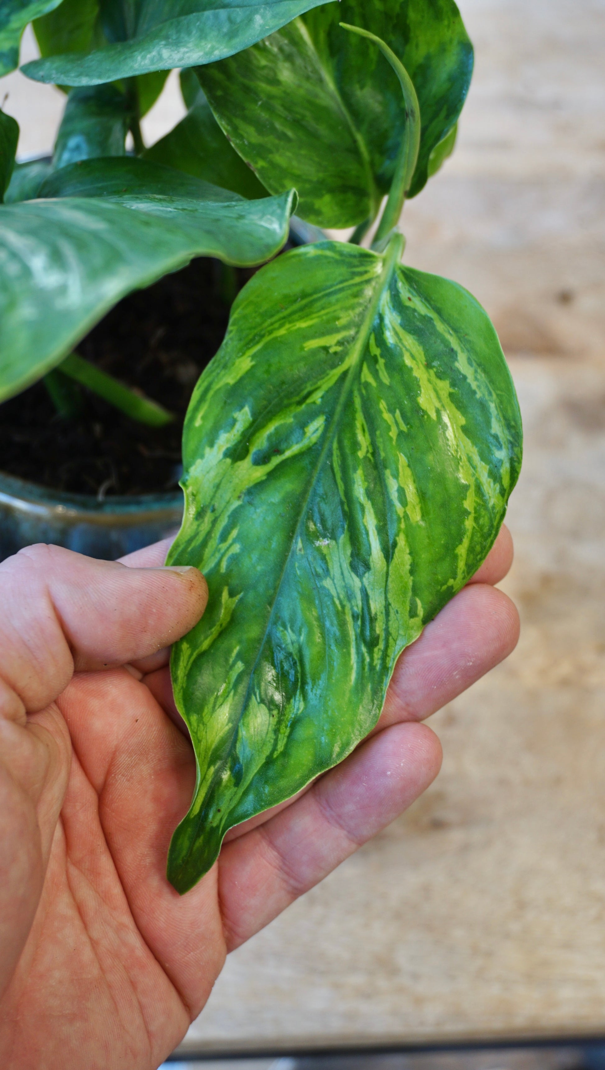 Epipremnum Marble Green studio plantes rares jungle jardinerie strasbourg leaf detail