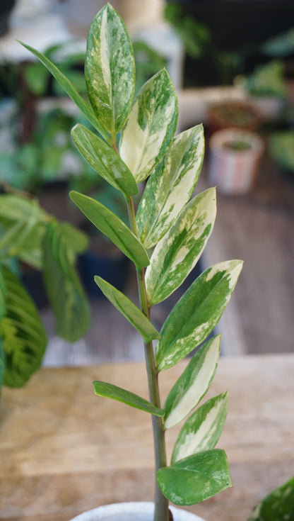 ZZ Variegata