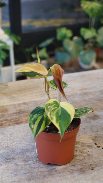 Philodendron Micans Variegata