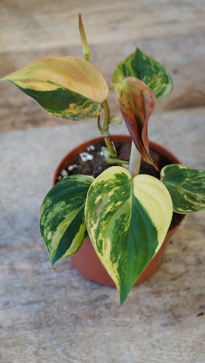 Philodendron Micans Variegata