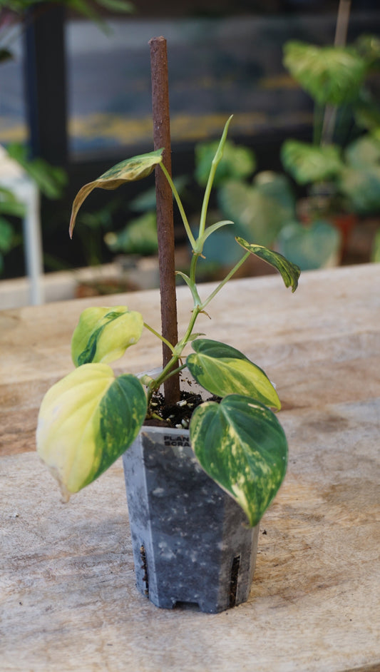 Philodendron Micans Variegata