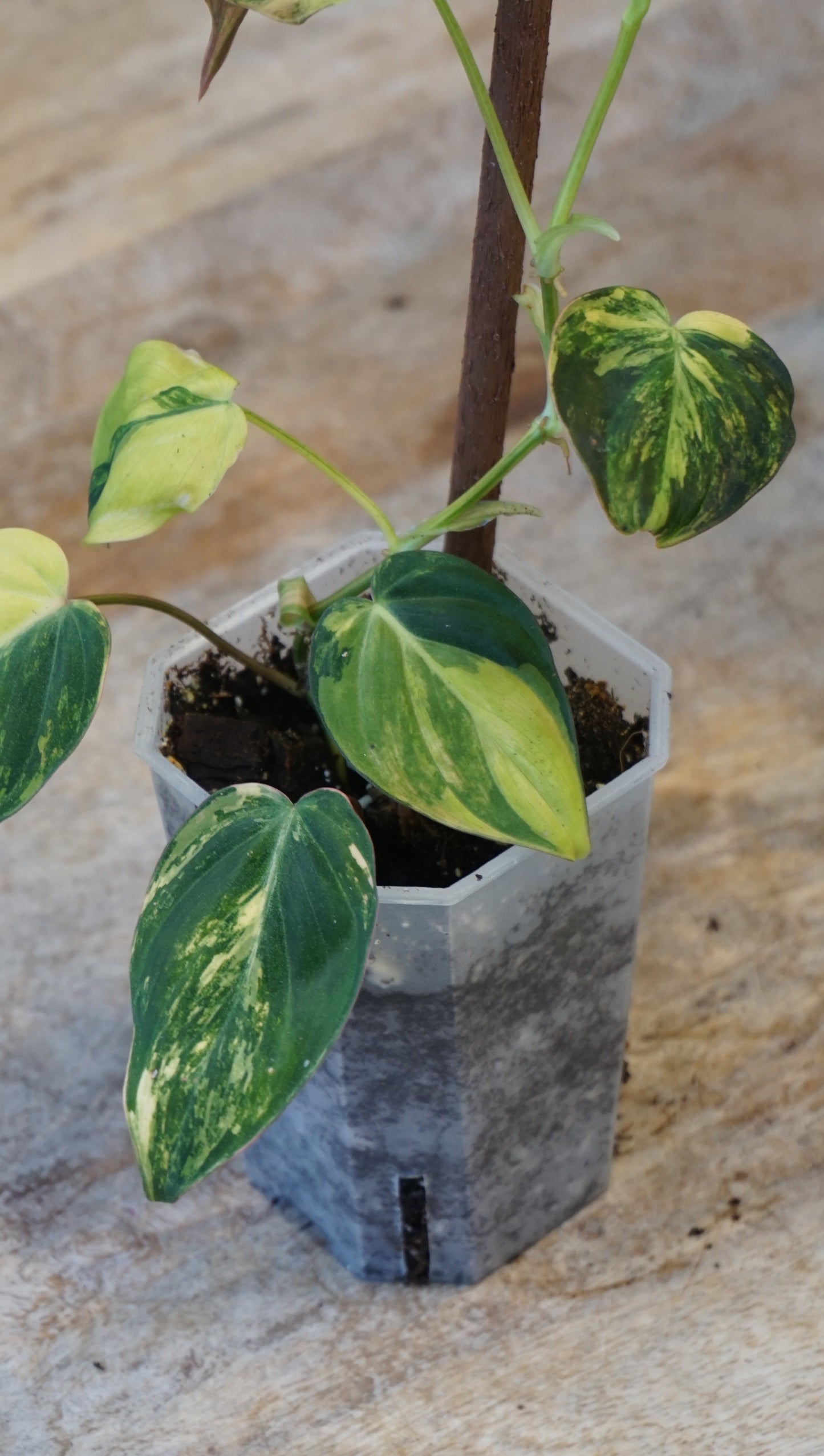 Philodendron Micans Variegata