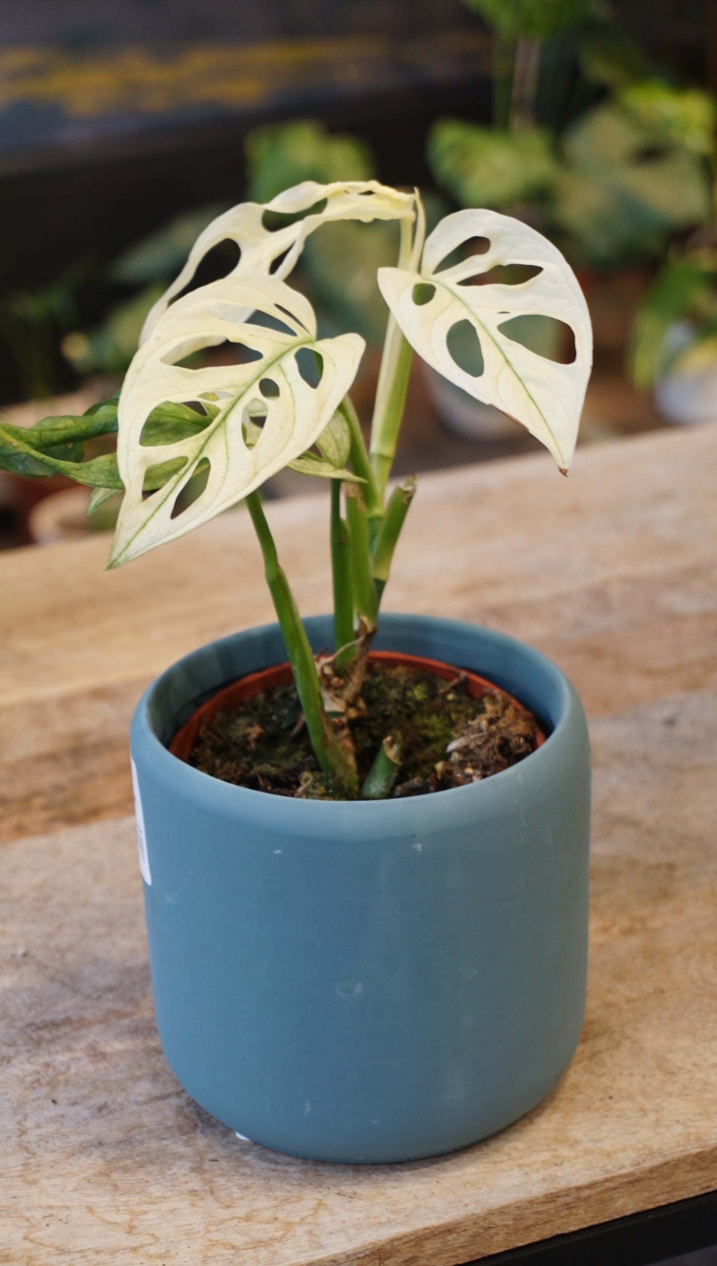 Monstera Adansonii Variegata