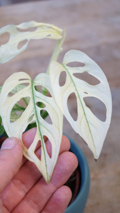 Monstera Adansonii Variegata