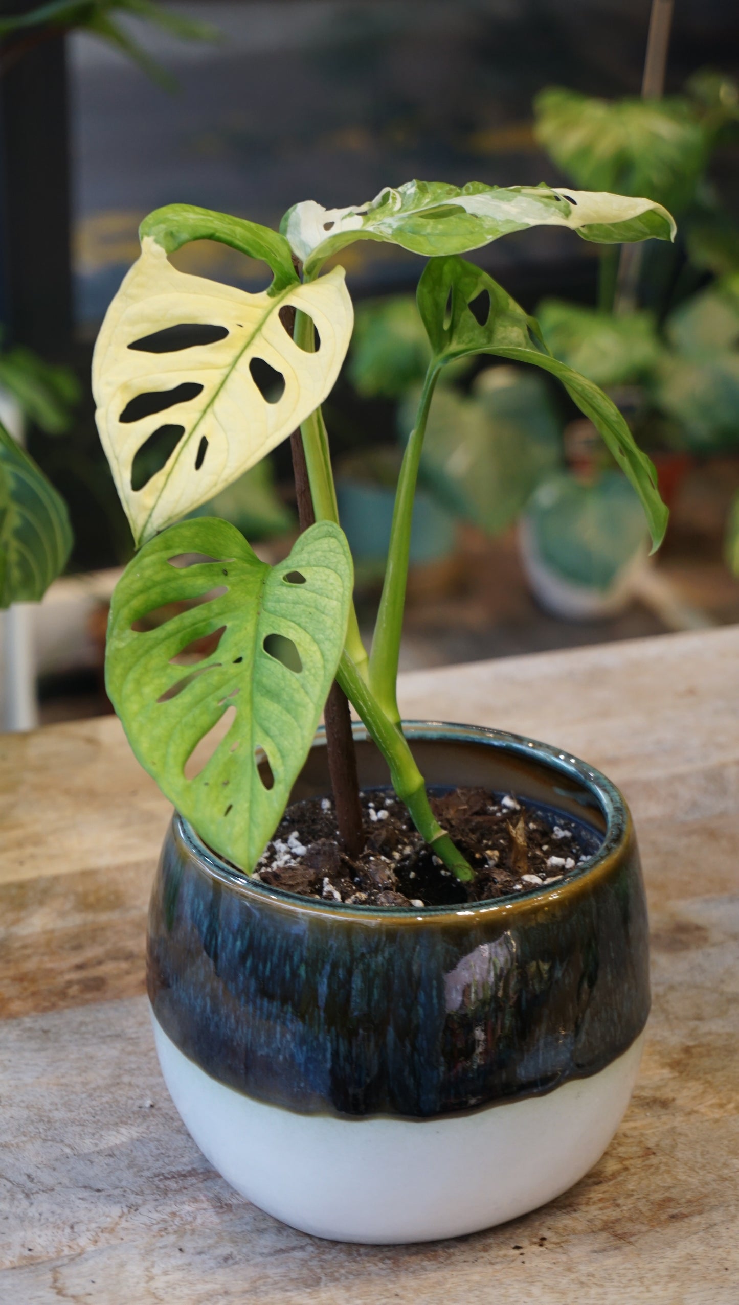 Monstera Adansonii Variegata