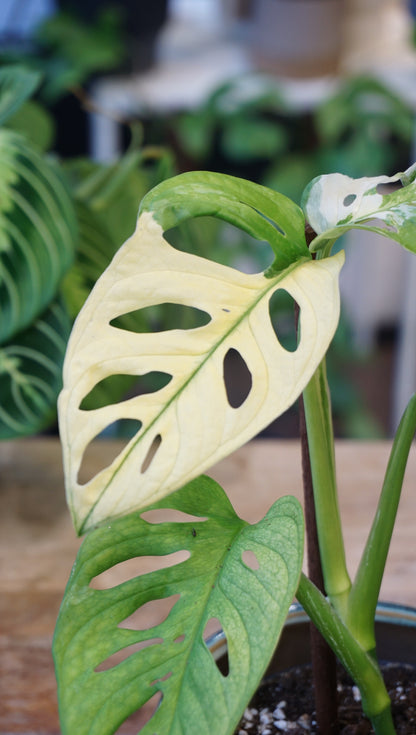 Monstera Adansonii Variegata