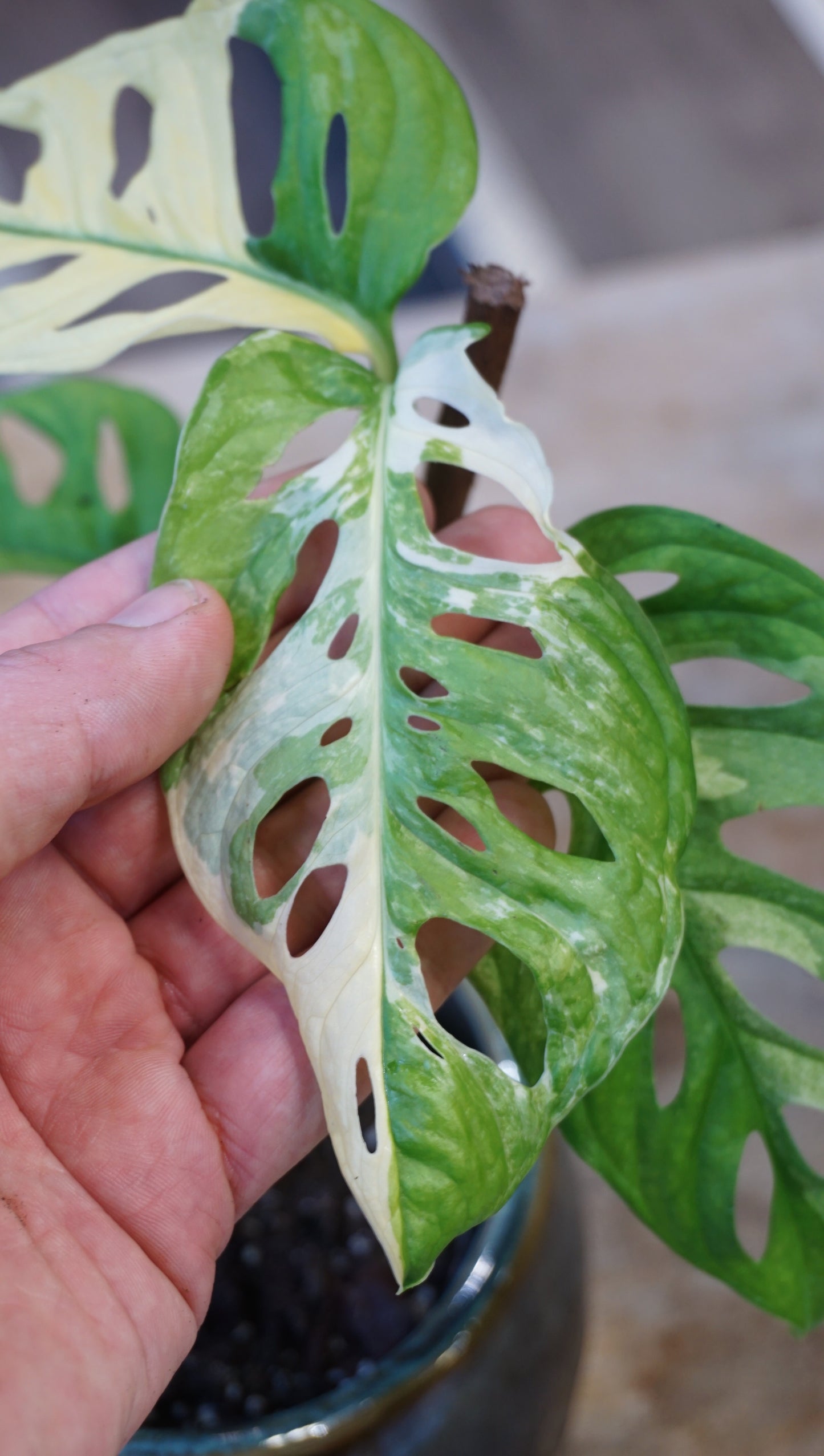 Monstera Adansonii Variegata