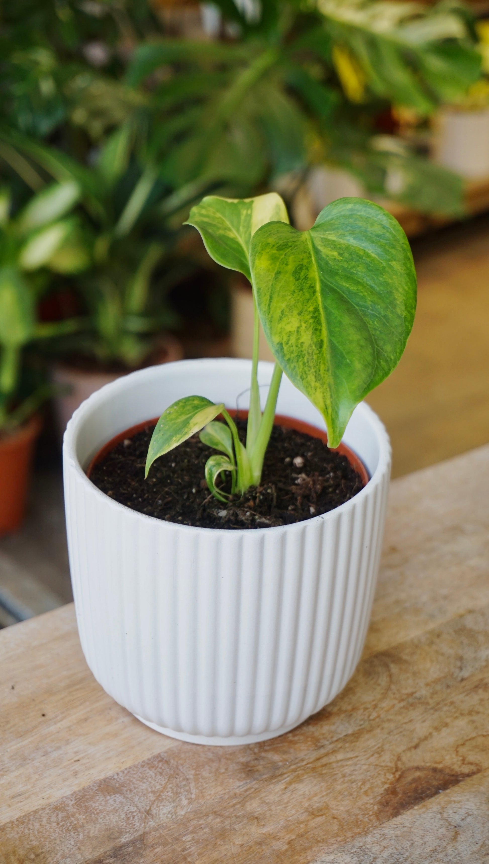 monstera deliciosa aurea studio plantes rares jungle jardinerie strasbourg rare plant shop online pflanzen