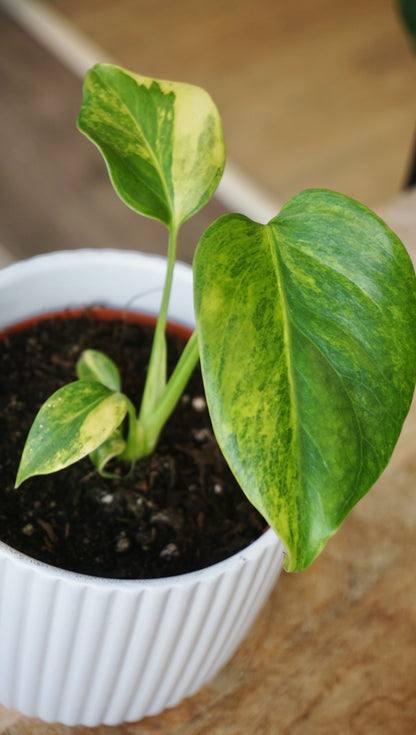 monstera deliciosa aurea studio plantes rares jungle jardinerie strasbourg rare plant shop online pflanzen zoom