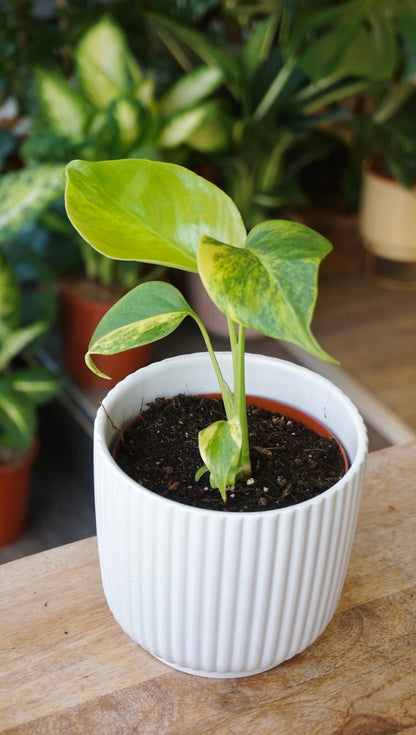 monstera deliciosa aurea studio plantes rares jungle jardinerie strasbourg rare plant shop online pflanzen