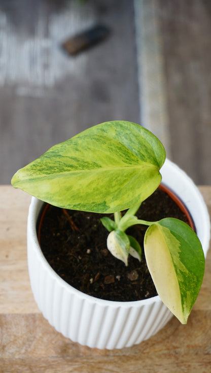 monstera deliciosa aurea studio plantes rares jungle jardinerie strasbourg rare plant shop online pflanzen