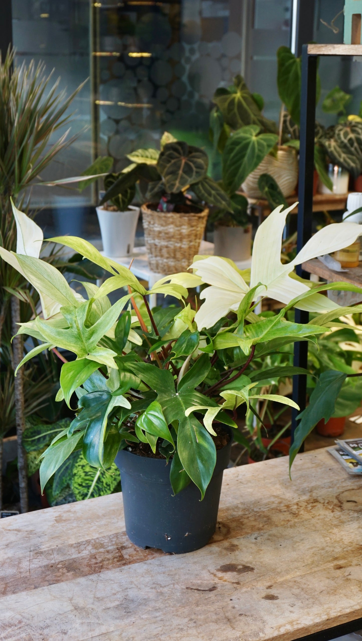 Philodendron Florida Ghost XL