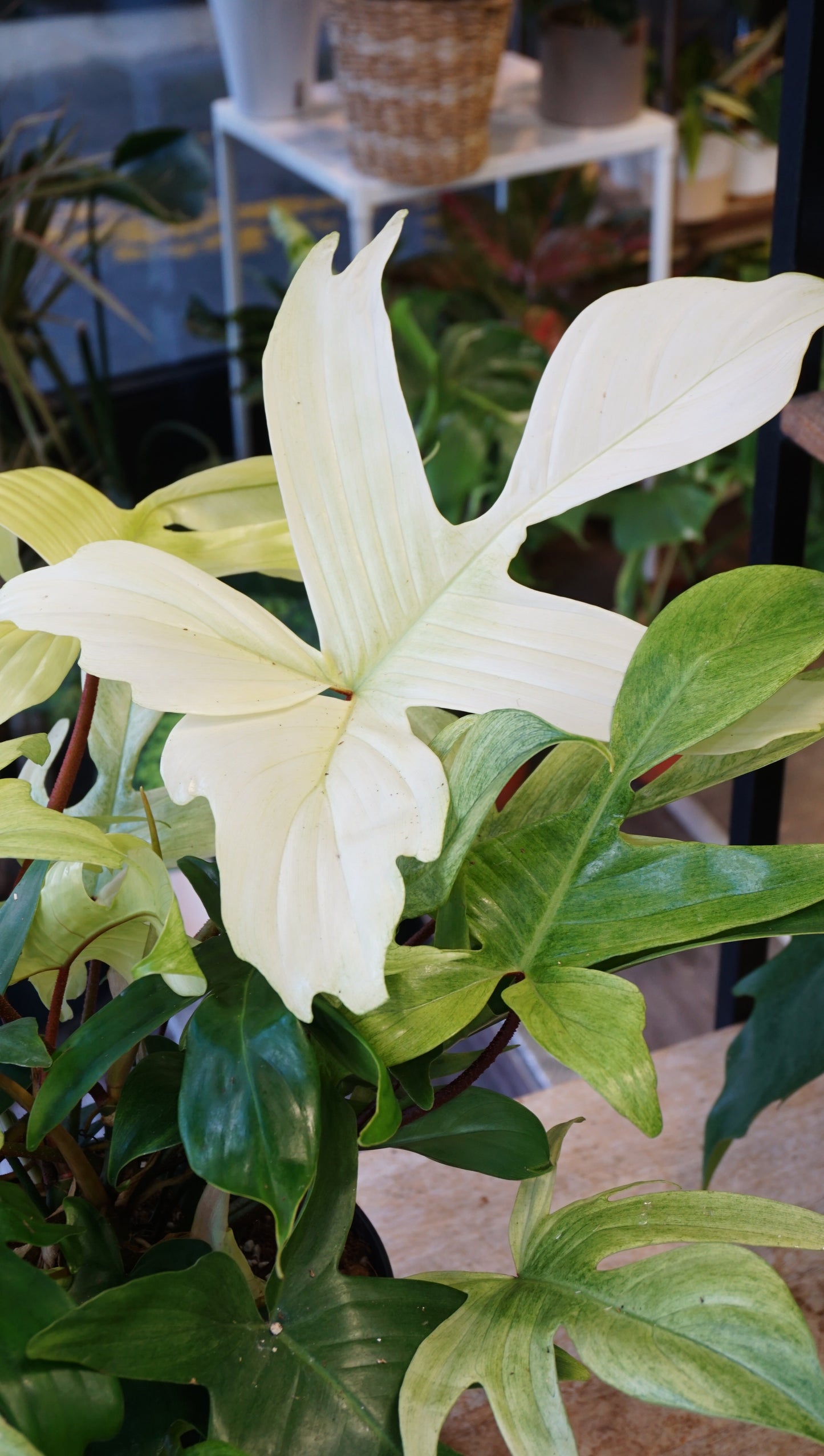 Philodendron Florida Ghost XL