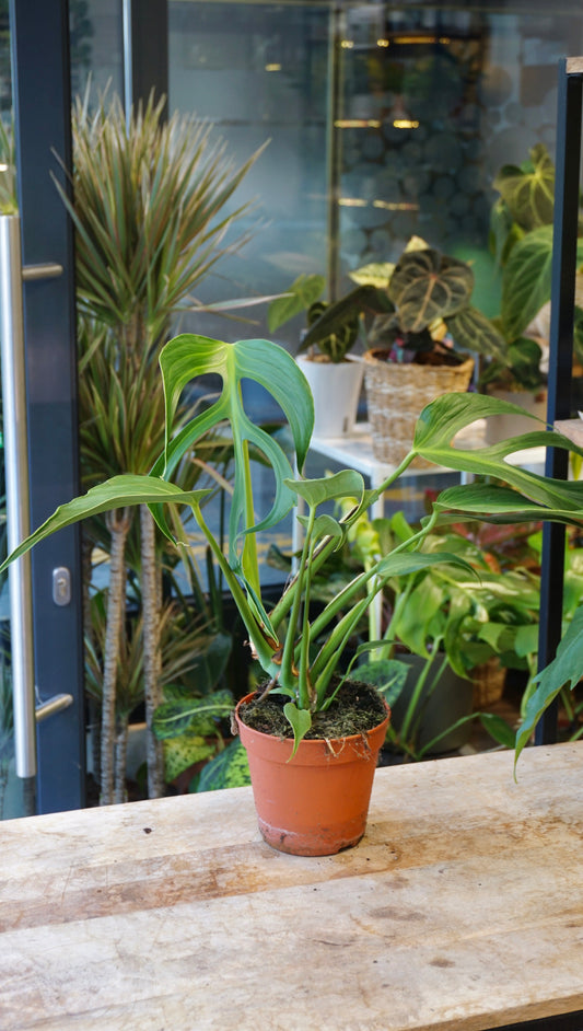 Monstera Burle Marx Flame studio plantes rares jungle jardinerie strasbourg rare plant shop online pflanzen
