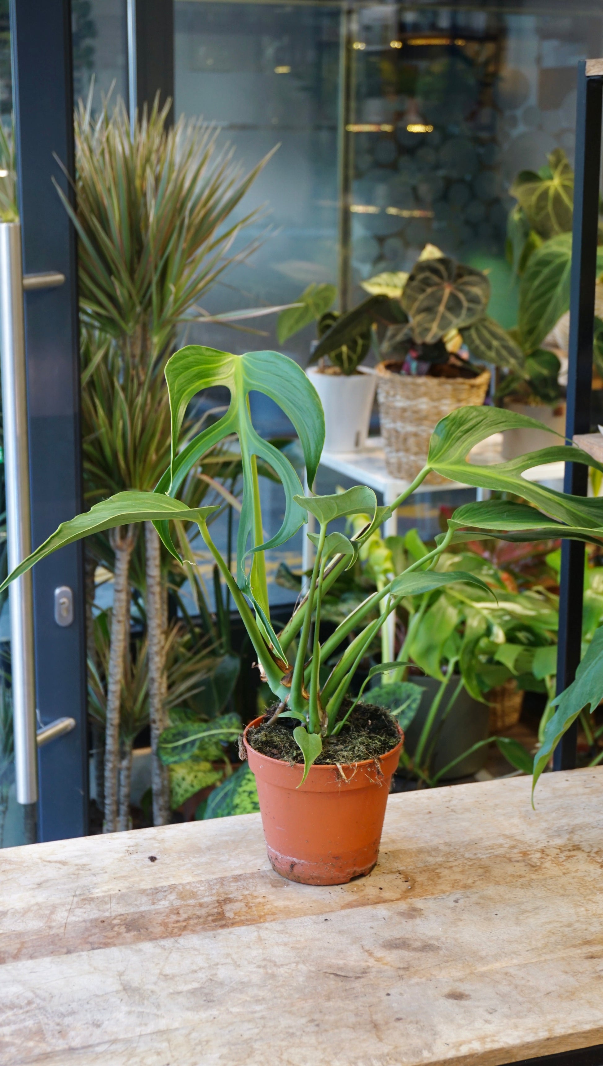 Monstera Burle Marx Flame studio plantes rares jungle jardinerie strasbourg rare plant shop online pflanzen