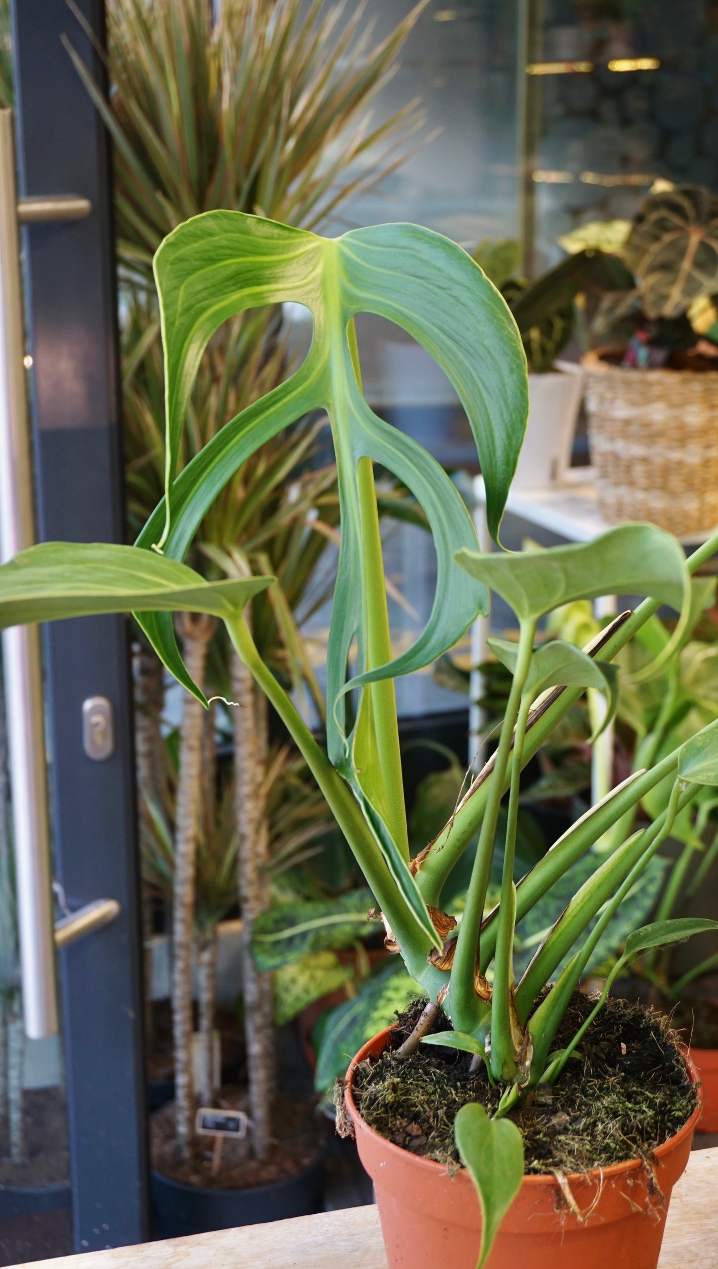 Monstera Burle Marx Flame