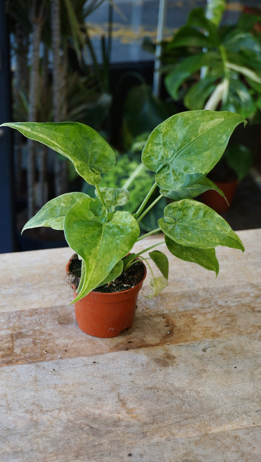 Alocasia Cucullata Variegata