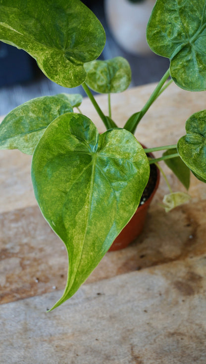 Alocasia Cucullata Variegata