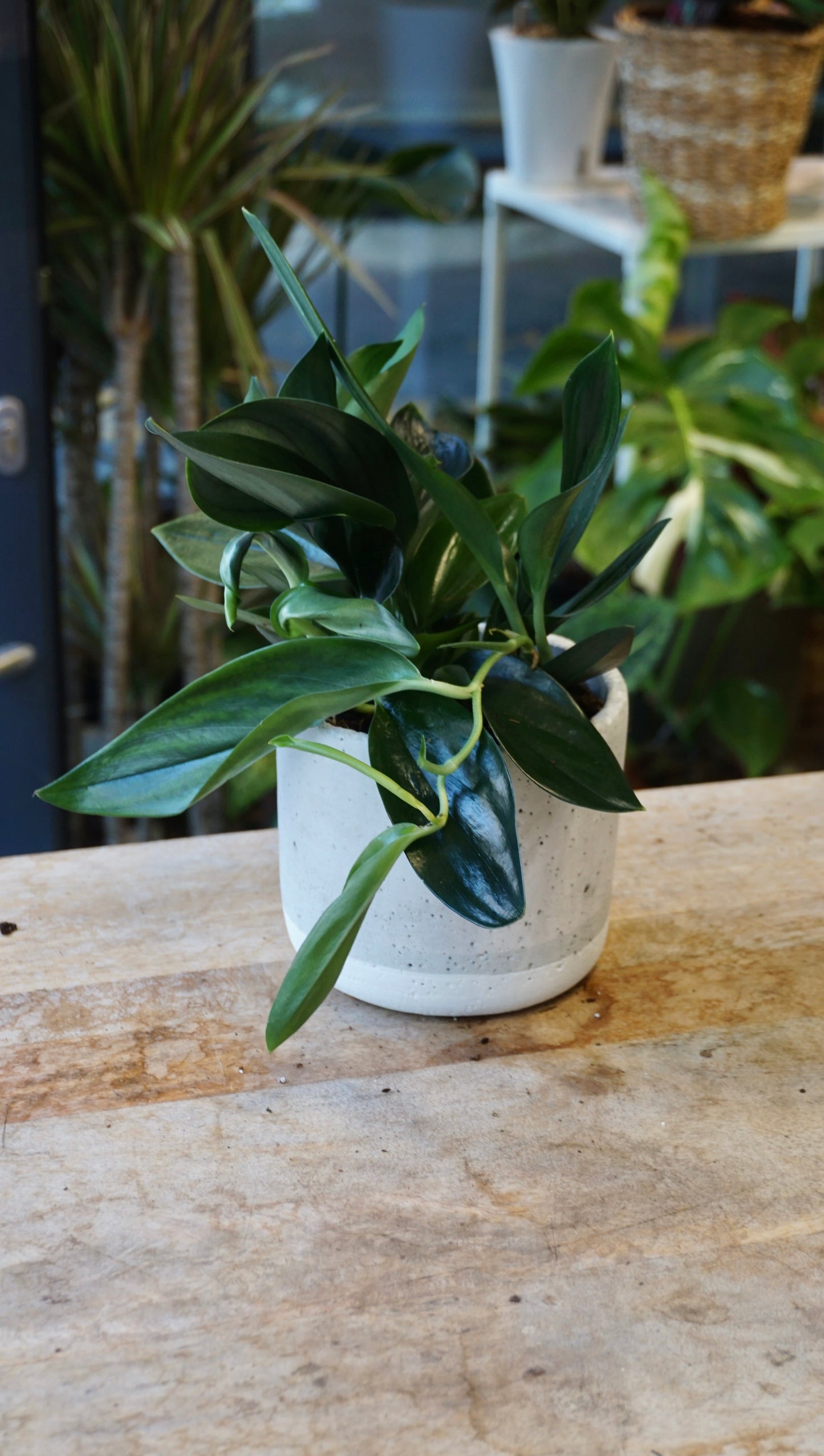 Scindapsus Treubii Dark Form