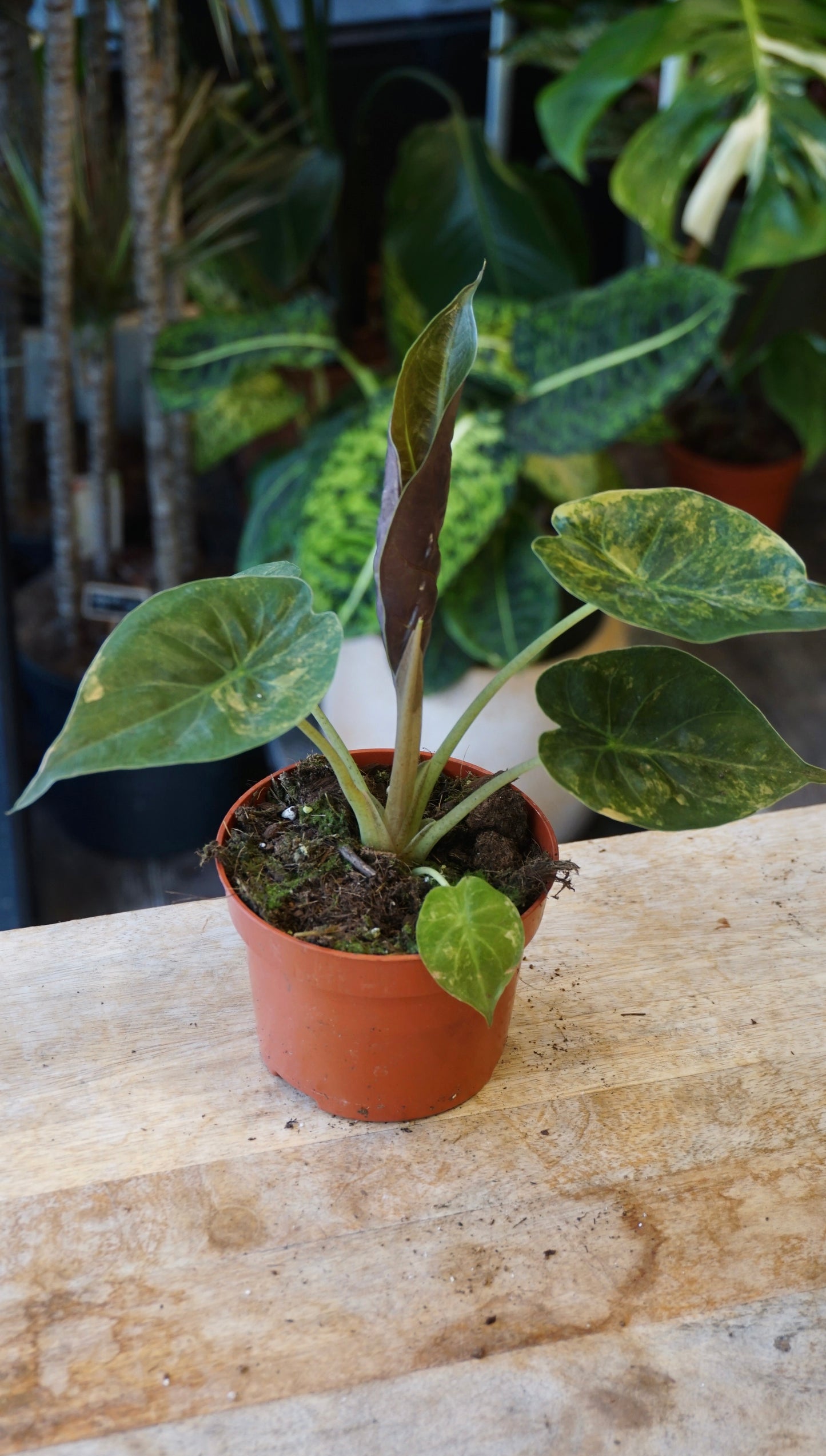 Alocasia Wentii Variegata