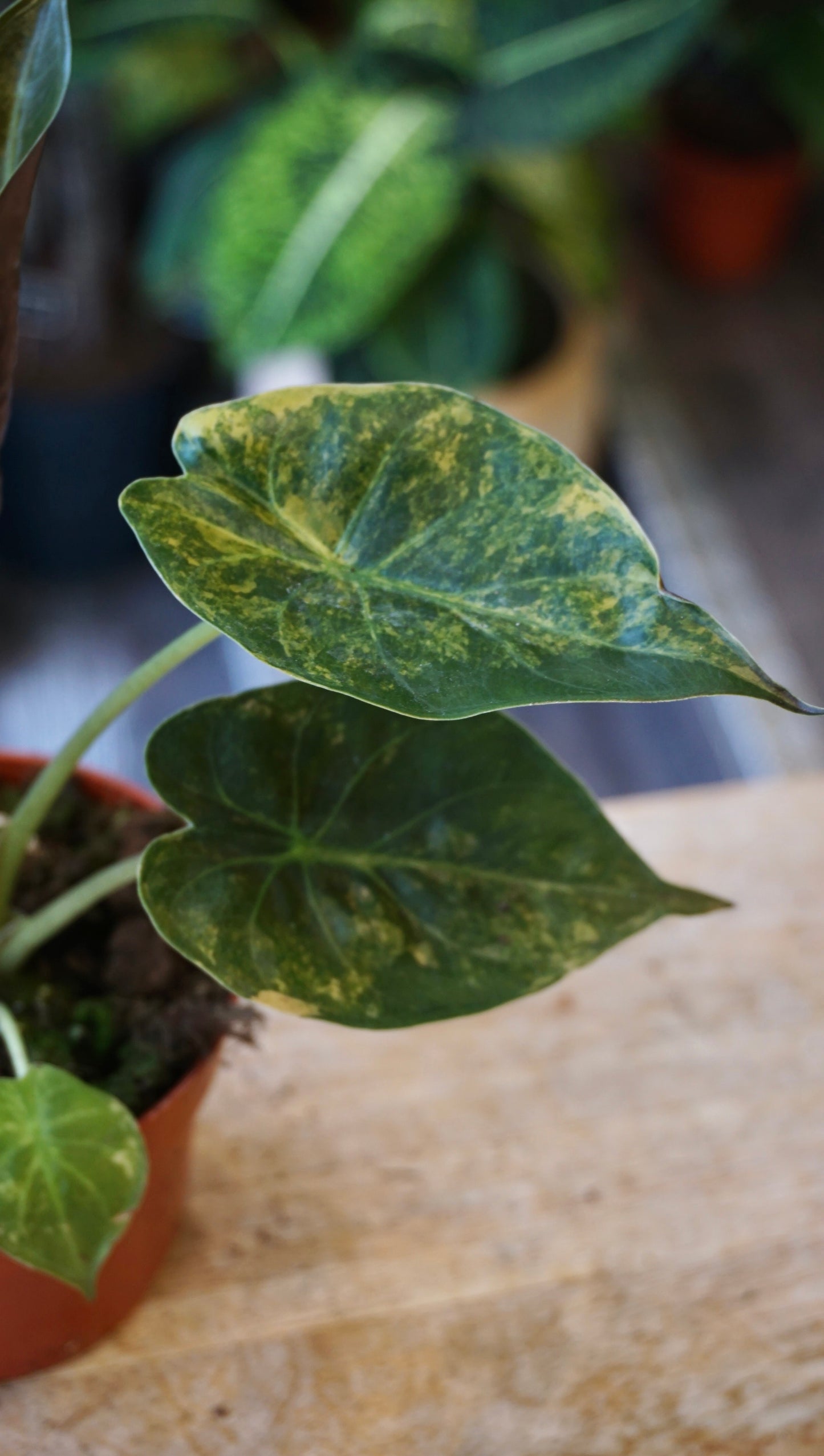 Alocasia Wentii Variegata